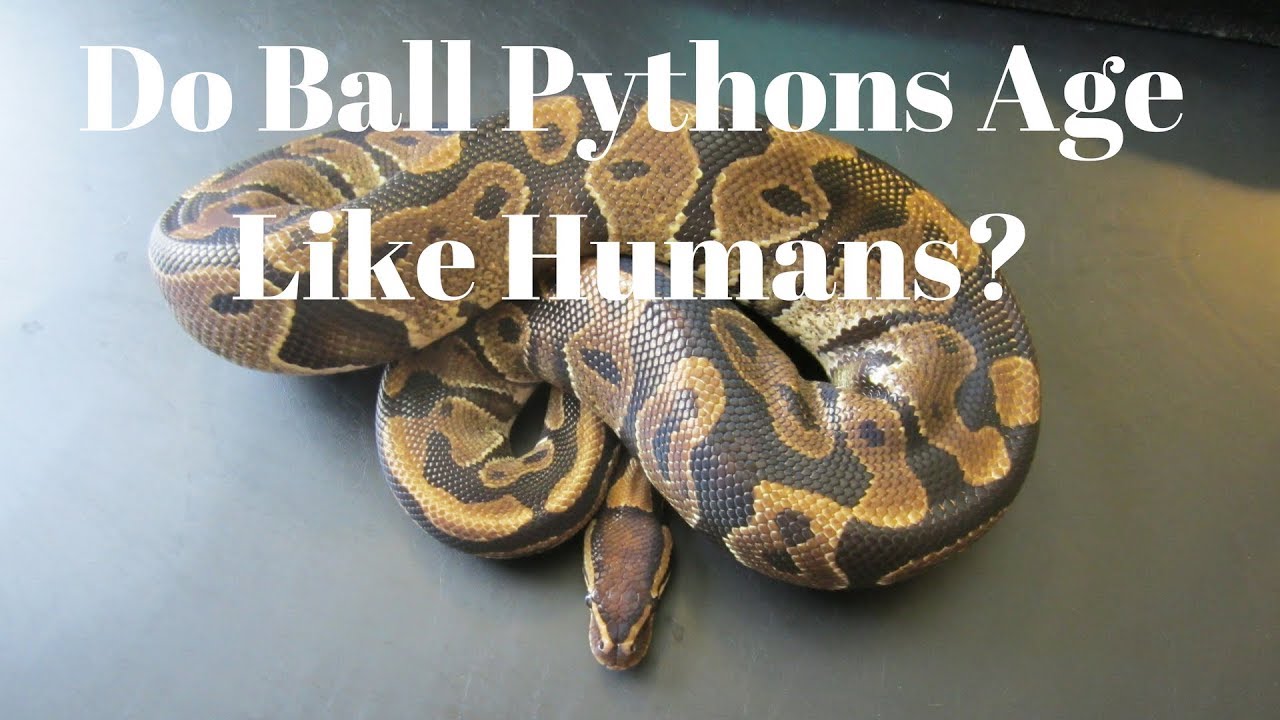 Do Ball Pythons Age Like Humans? - Benjamin's Exotics