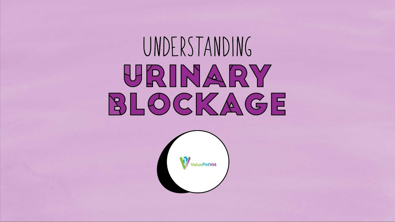 Diagnosis Explained: Urinary Blockage in Cats