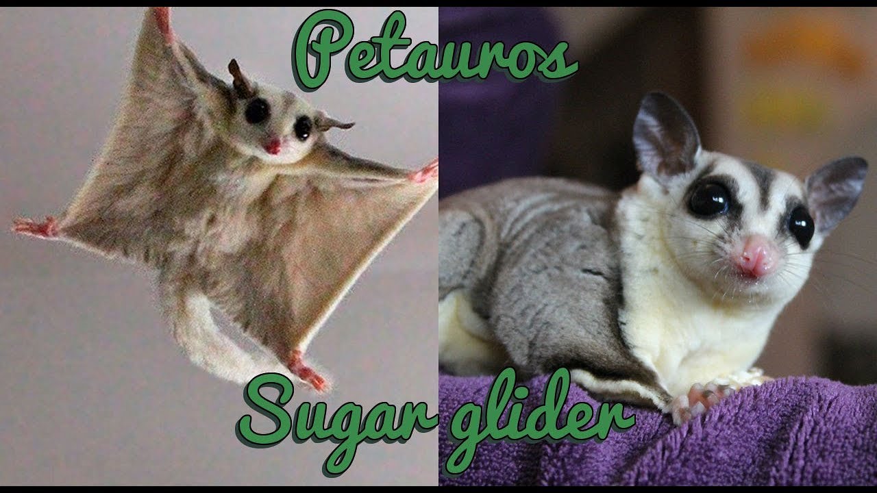 Petauros del azucar jugando, saltando y planeando. Sugar glider jumping and gliding
