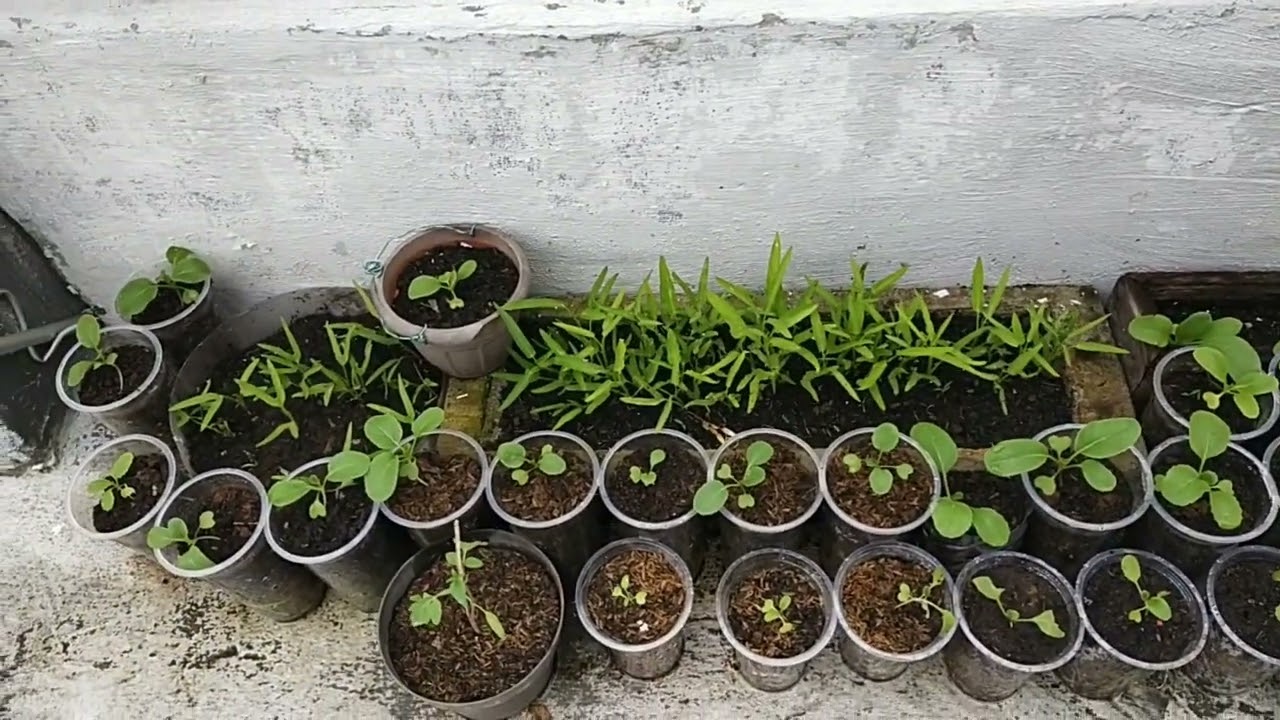 Cara Mengusir Burung Merpati Hanya dengan Plastic Bekas !