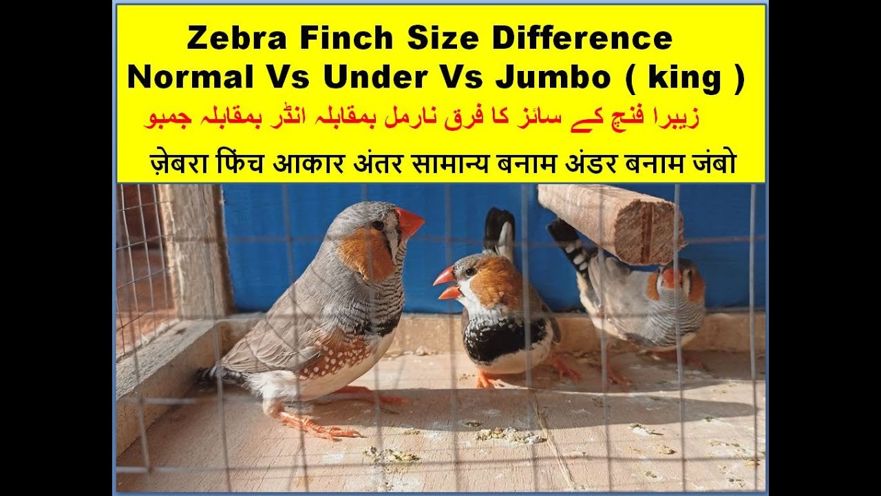Zebra Finch Size difference Normal Vs Under Vs King or called Jumbo | Finches | Finch breeding setup