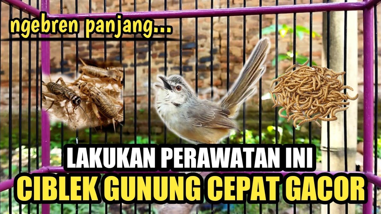 TIPS PERAWATAN CIBLEK GUNUNG AGAR CEPAT GACOR DAN NGEBREN PANJANG