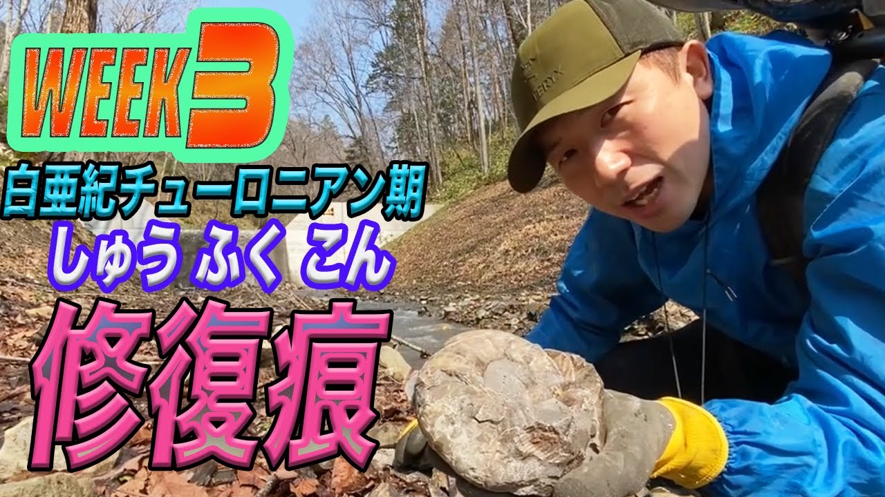 【season２】《week３》むかわ町穂別で化石発掘！まだまだ研究が進んでいない★白亜紀後期チューロニアン期で見つけたアンモナイトに隠された修復痕とは？！何かの解明につなげてほしい。