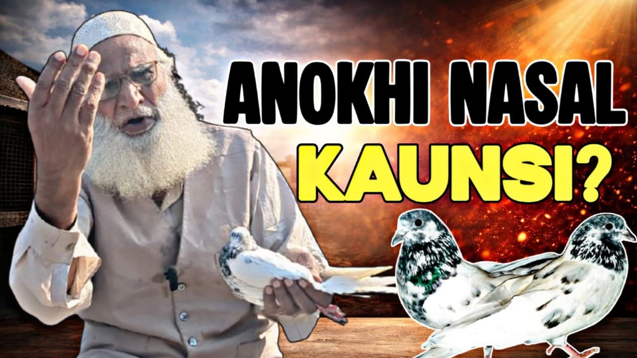 Exclusive Breeder Kabootar of Baba Zulfi | Anokhi Nasal | Teddy King Pigeon