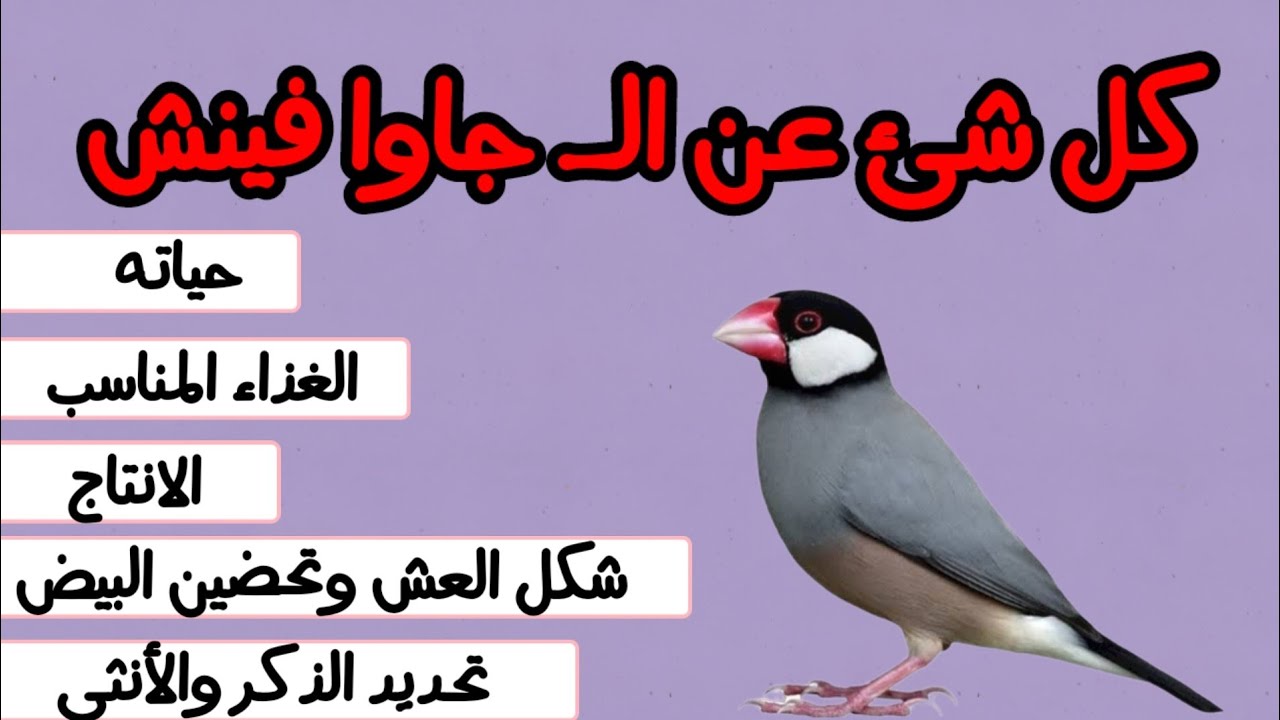كل ما تحتاج معرفته عن الـ جاوا  🤝