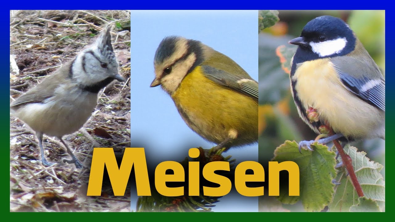 Meisen in Deutschland | Gesang Rufe Aussehen aller Arten