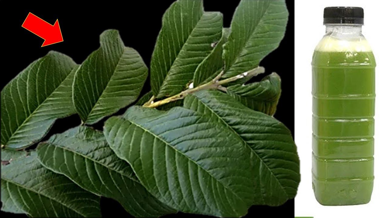 Apenas 1 folha dessa planta vale uma mina de ouro (Voc&ecirc; sabia disso?)