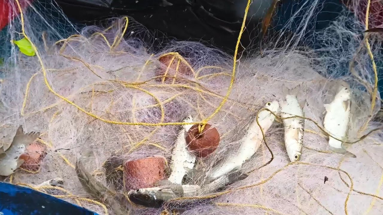 Creek night fishing 10 #netfishing #riverfishing #newvideo 