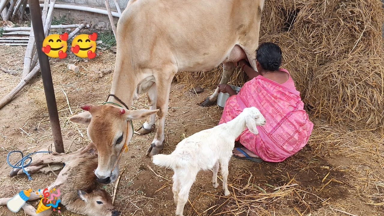 மாடு குட்டி போட்ட உடனே கிடைக்கும் சீம்பால் (Colostrum) எவ்வளவு முக்கியம்