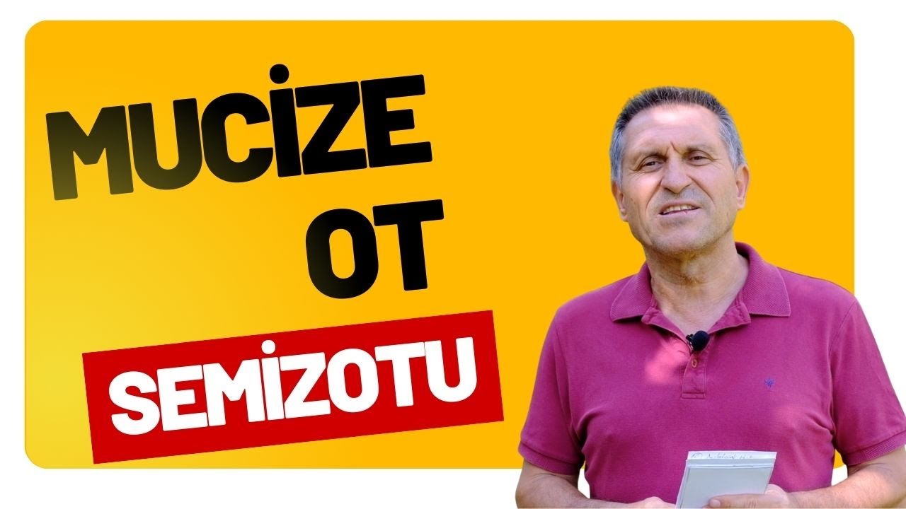 SEMİZ OTU / SEMİZOTU FAYDALARI NELERDİR SEMİZ OTU / SEMİZOTU NASIL KULLANILIR / Portulaca oleracea