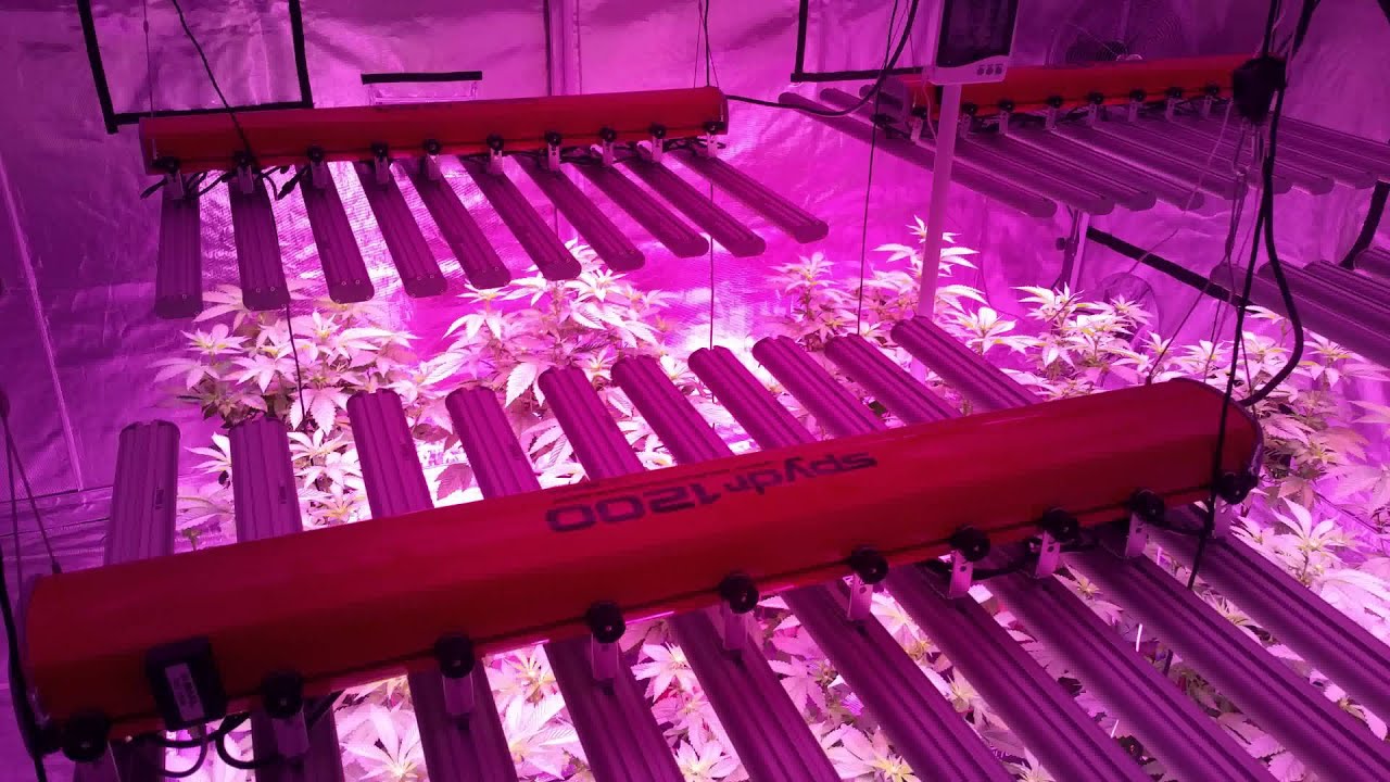 4 BML Spydr 1200 LED lights w/Current Culture
