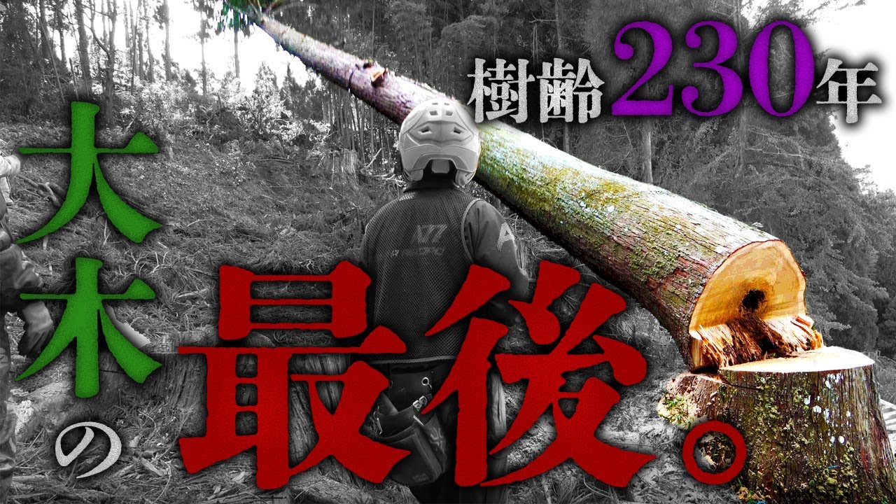 【樹齢230年】神社の大木の最後の瞬間...６本の伐倒がすべて終わる｜実は地元の木こりさんたちは〇〇でした。