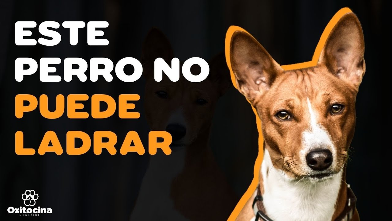 9 COSAS QUE DEBES SABER SOBRE EL BASENJI