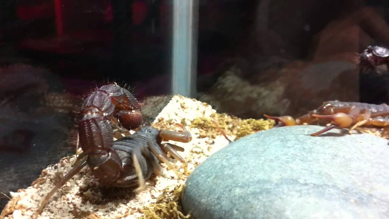 [ASA] Parabuthus transvaalicus Compilation 1