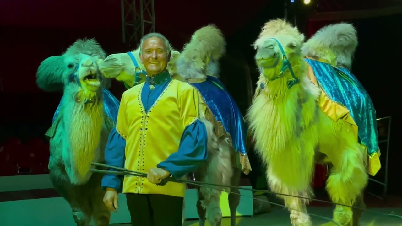CIRQUE AMAR 2023 - Mosaïque, les plus belles couleurs du cirque !