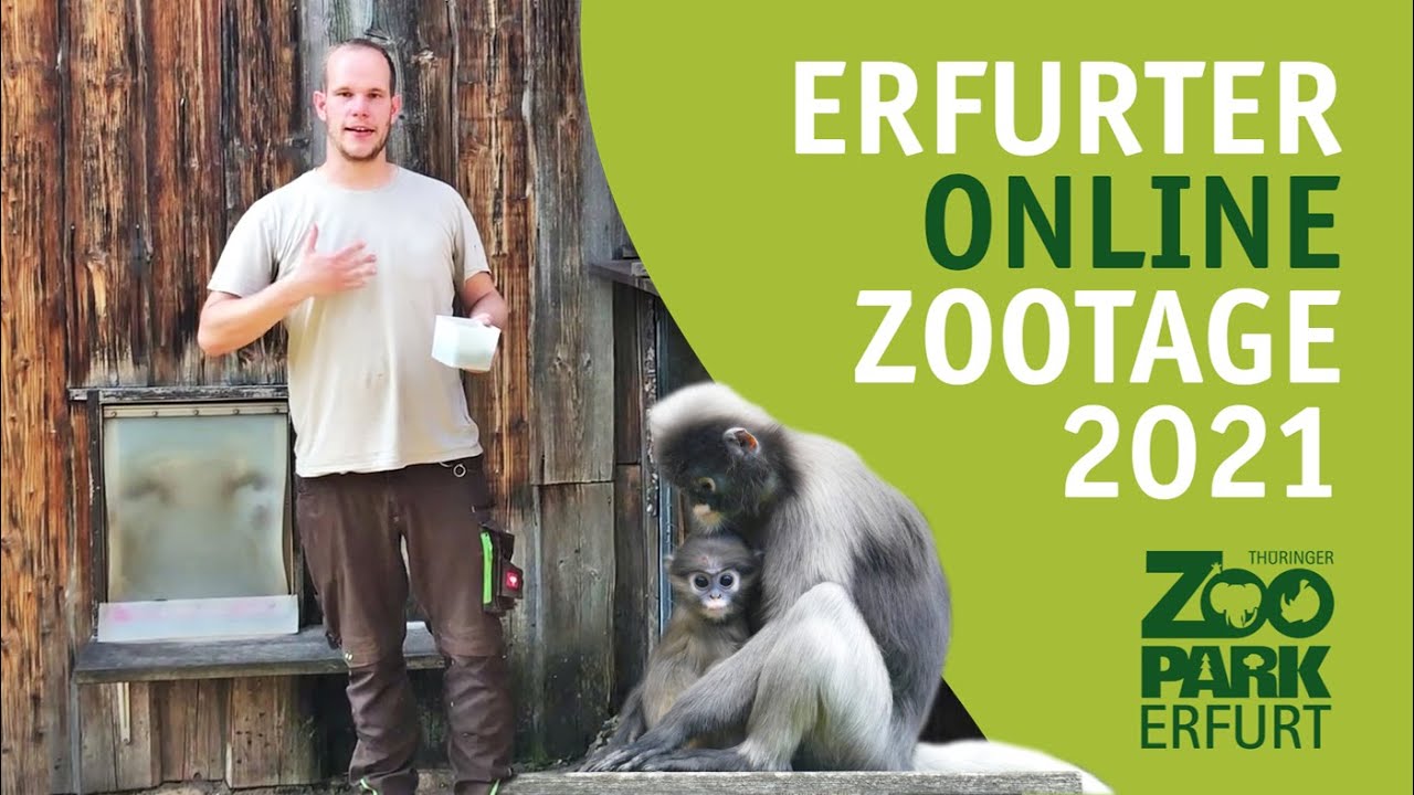 Zootage 2021 - Exklusive Einblicke in den Affendschungel
