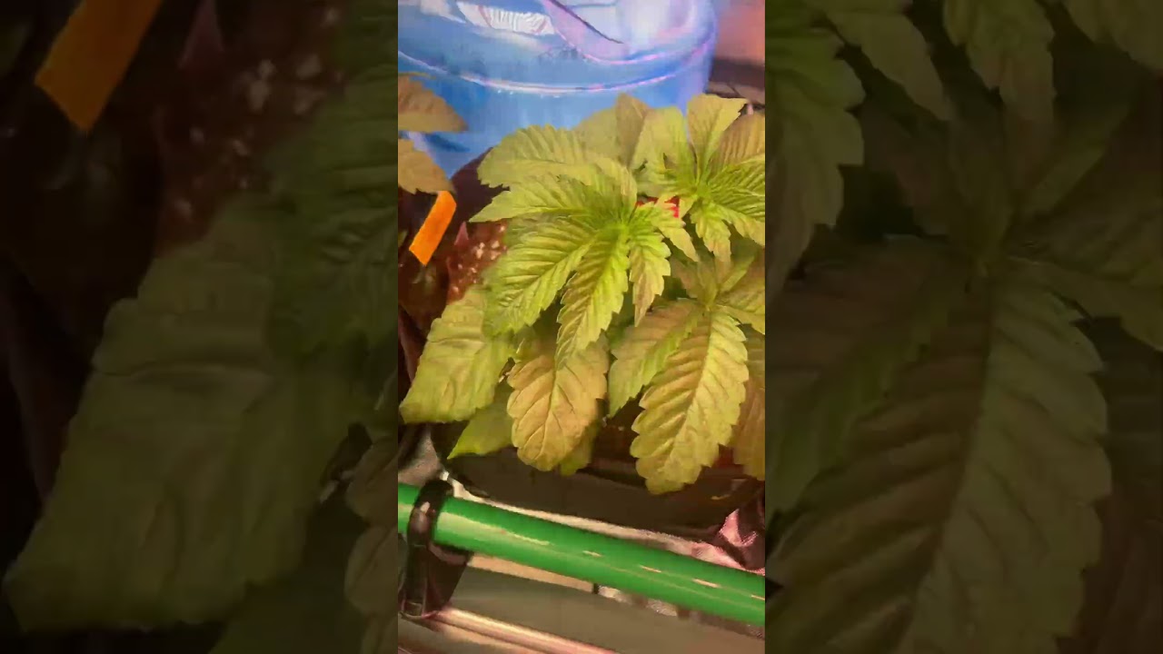 28 dzien życia Konopii! Odmiana LSD, White widow, Star Kush i Chocolope Fast Version