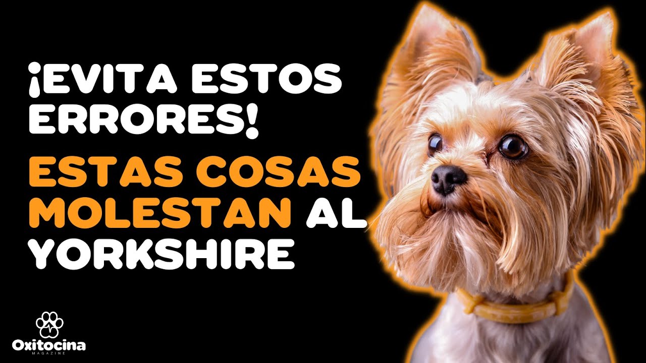 YORKSHIRE TERRIER: 7 COSAS QUE NO LE GUSTAN