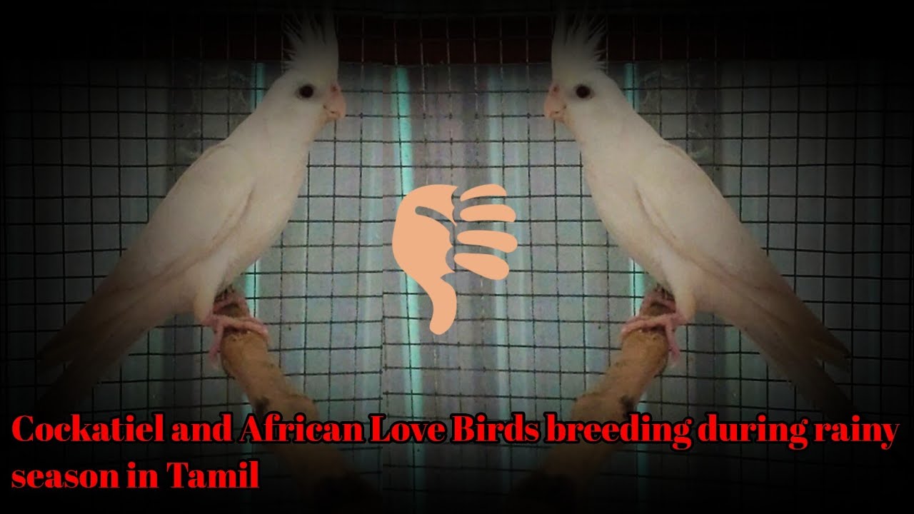 Cockatiel and African Love Birds breeding during rainy season in Tamil