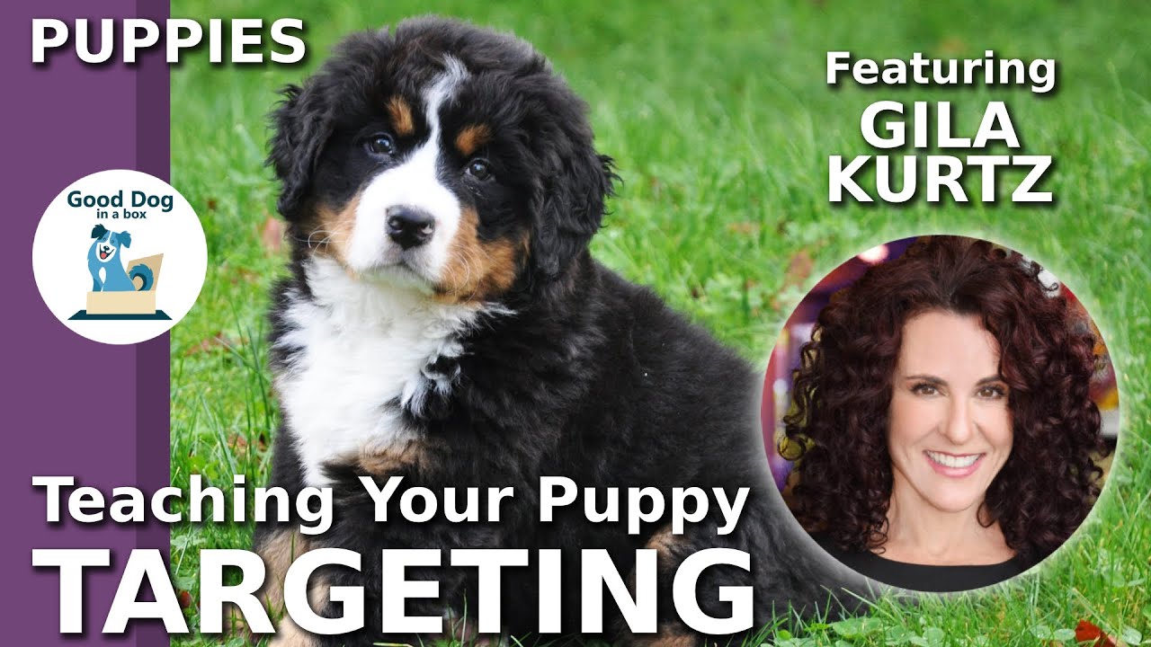[TARGET TRAINING]: Teaching Your Puppy Targeting with Gila Kurtz | Good Puppy In A Box (2019)