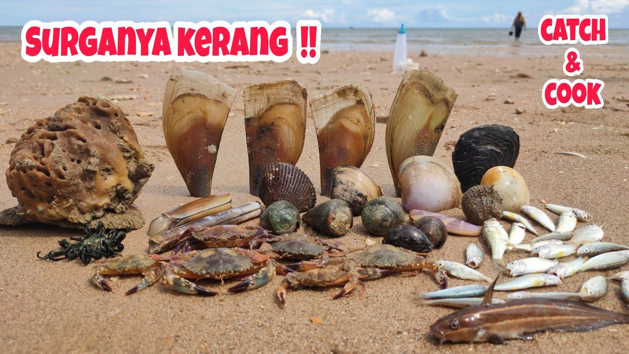 Wonderland‼️Banyak makanan laut terdampar di pantai nelayan