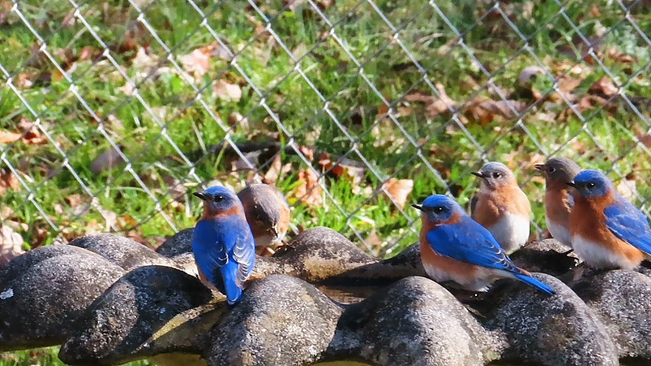Galatians 5 : 22 - 26  __  Bluebirds In January at the Bird Bath & Bird House