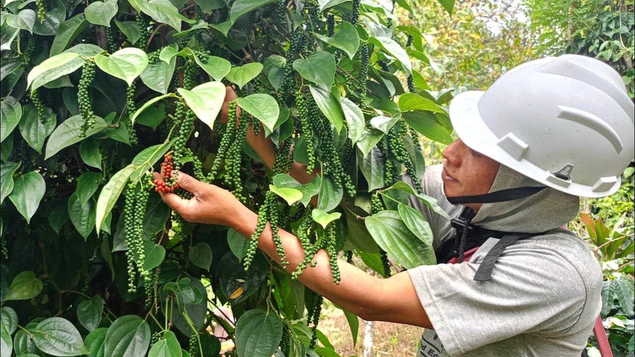 Petani Lada Harus Tanam Jenis ini ! Buahnya Sangat Lebat dan Panjang !