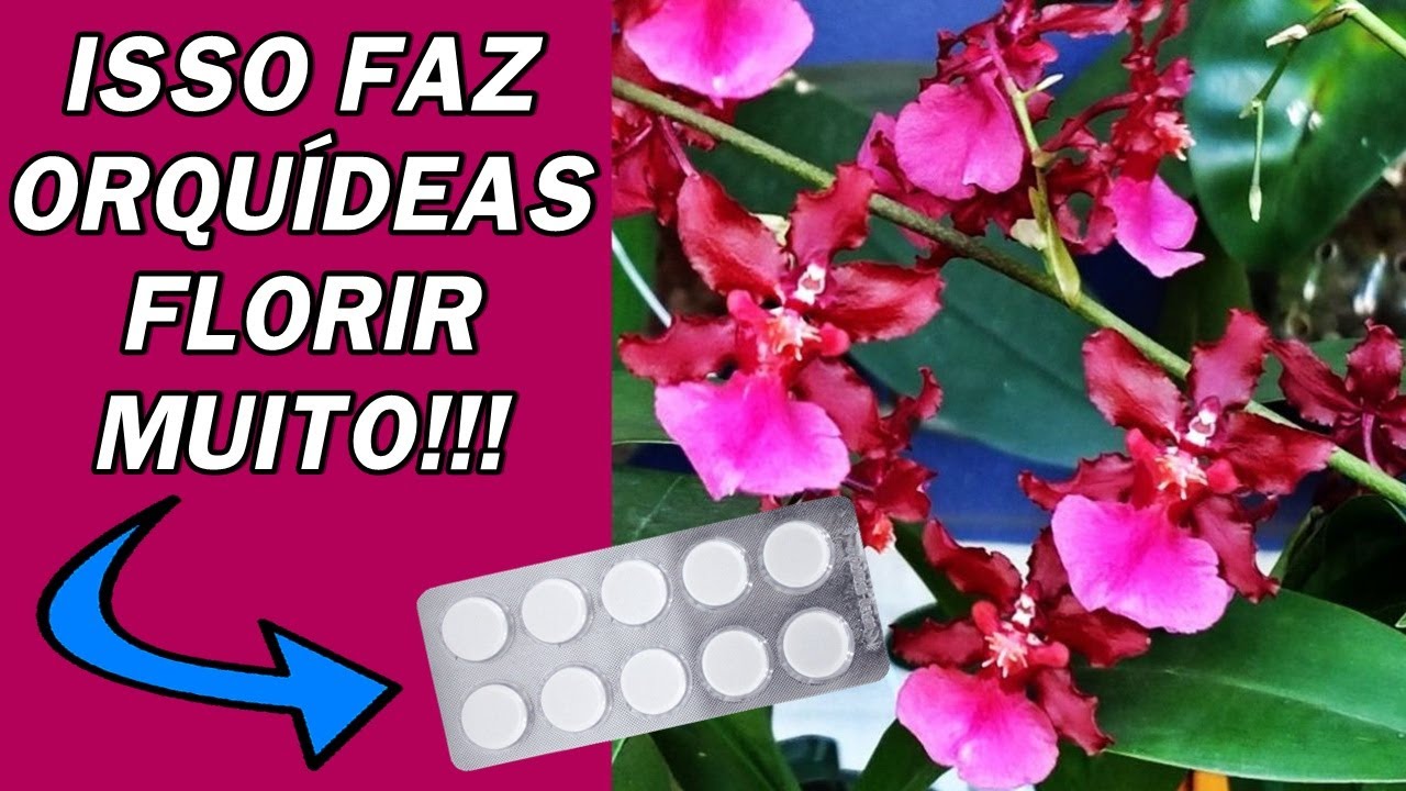 Use apenas 1 comprimido e sua Orquídea vai triplicar de flores!!! | JD Orquídeas