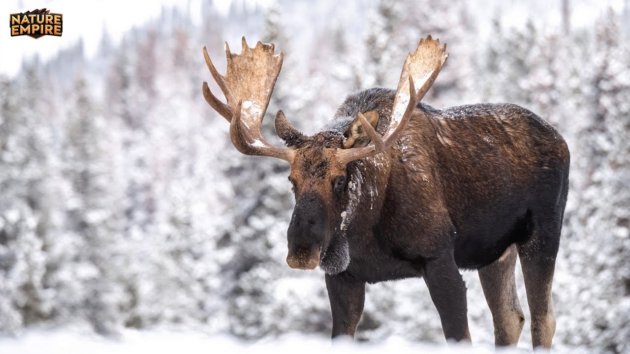 FIORDY NORWESKIE | Przetrwanie wśr&oacute;d lodowc&oacute;w, śniegu i drapieżnik&oacute;w &ndash; Film przyrodniczy