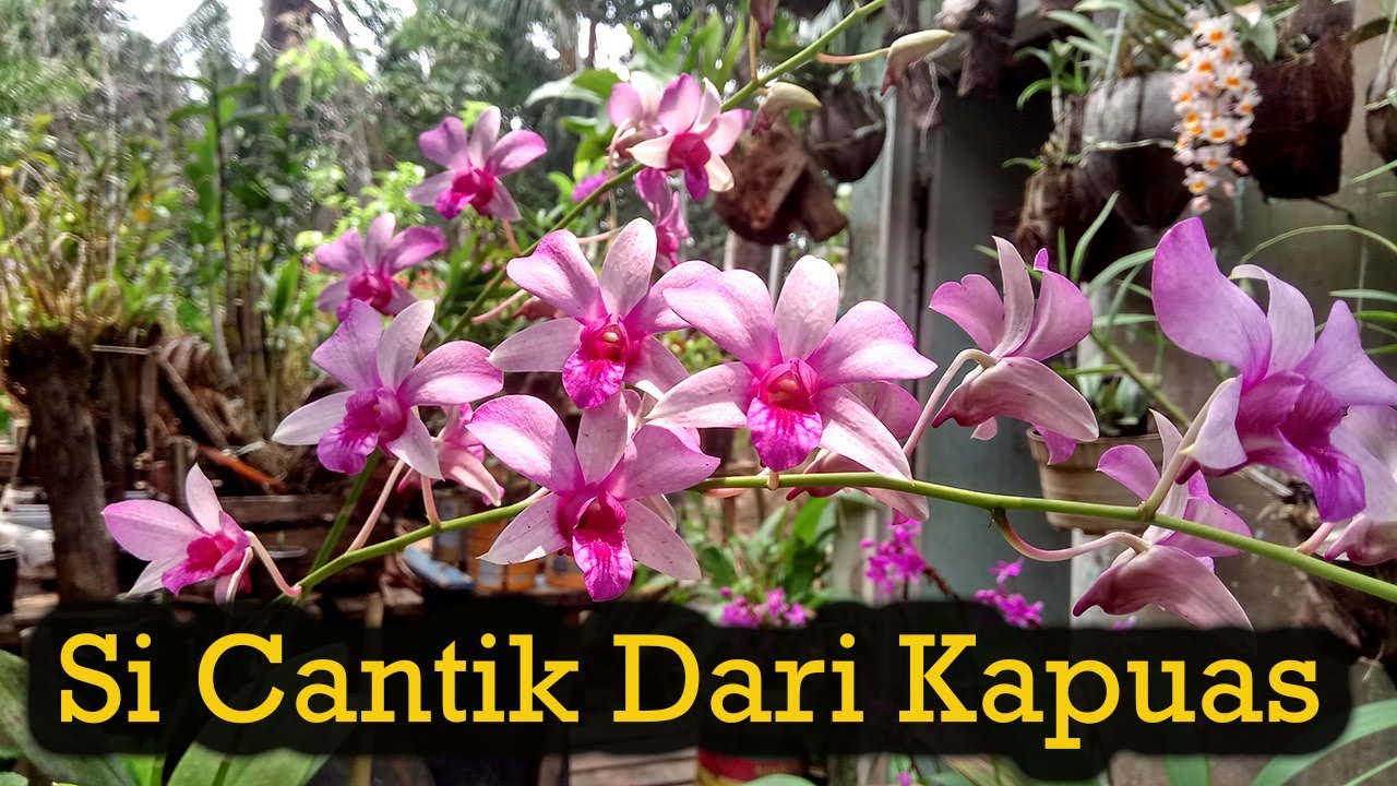 Anggrek Mentangai /DENDROBIUM Mentangai (Review)