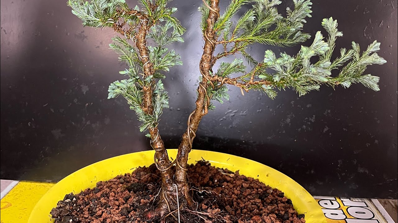 Chamaecyparis pisifera 'Boulevard'