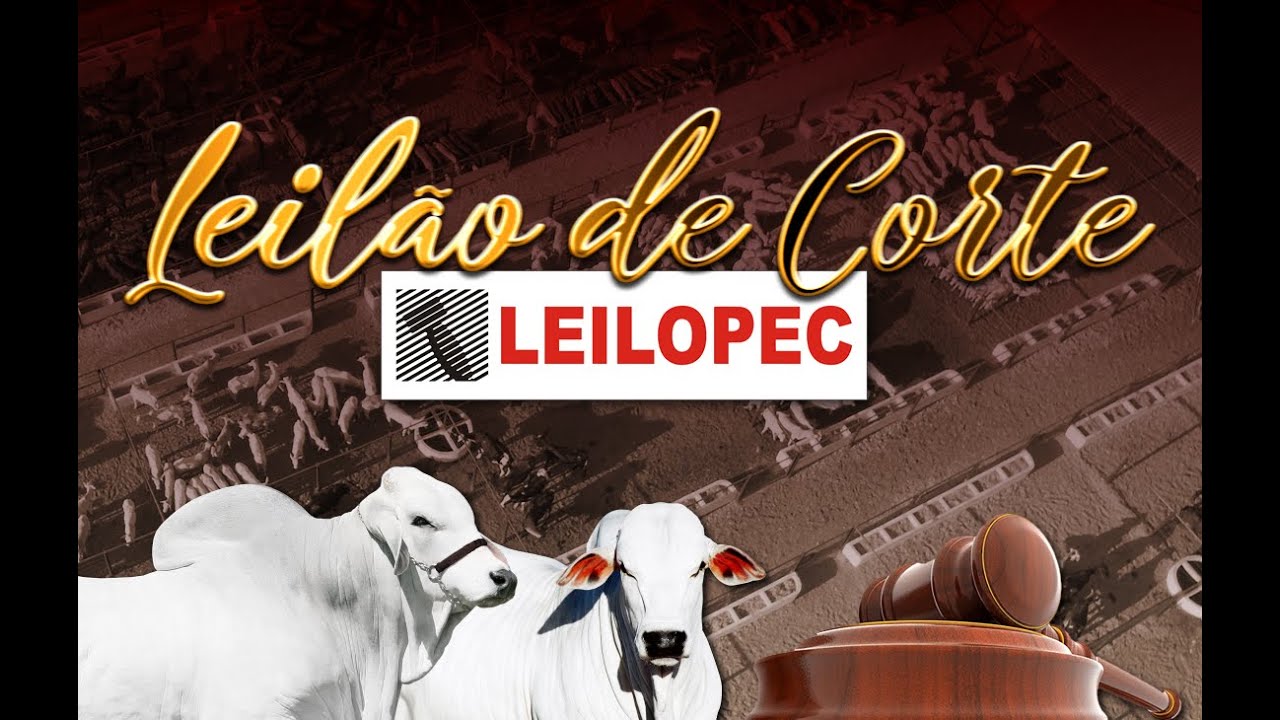 CANAL LEIL&Otilde;ES | LEILOPEC UBERABA - MG (16/11/2025)