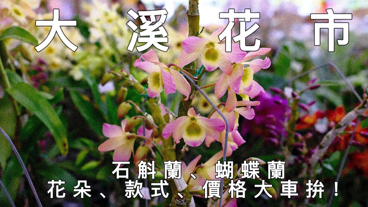 大溪花市 2025/4月 小盆草花只要 7元 ， 蝴蝶蘭 50元、石斛蘭100元 起！