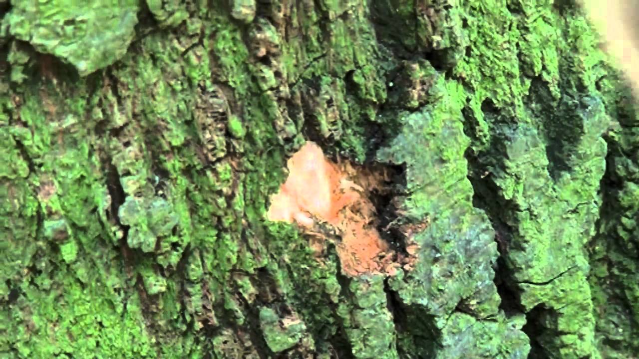Lime Trees and Bees