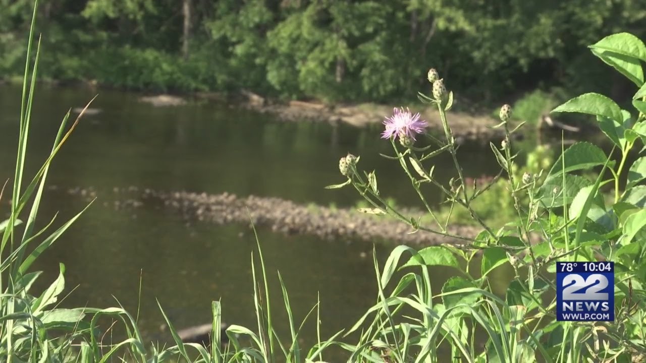 Mosquito control task force created as Massachusetts faces risks of EEE
