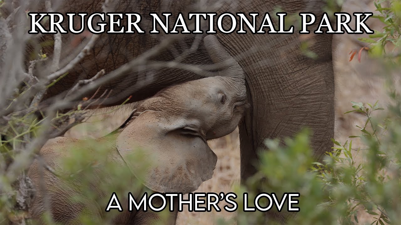 KRUGER NATIONAL PARK | Elephant Defends NEWBORN BABY From Vultures