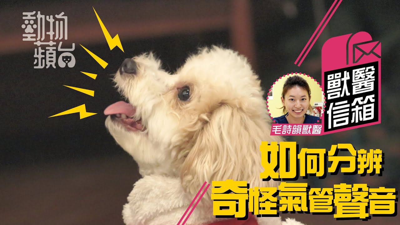 留言獸醫免費答：貓狗打嗝或是積水壓住橫隔膜 分清咳嗽、打噴嚏、哮喘助及時醫治(果籽)