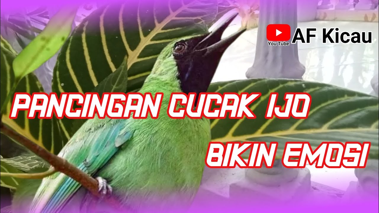 PANCINGAN CUCAK IJO YANG BIKIN LAWAN LANGSU EMOSI
