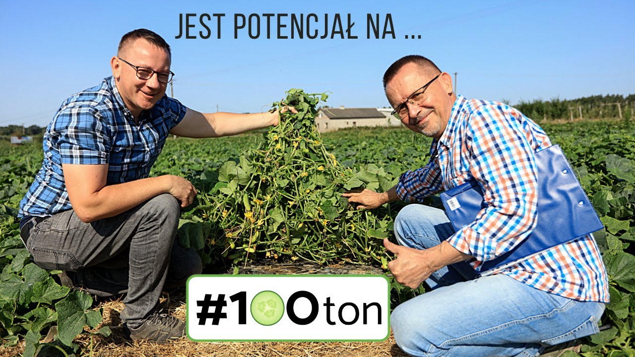 Ogórki w trakcie zbiorów. Przybywa kolejnych ton!