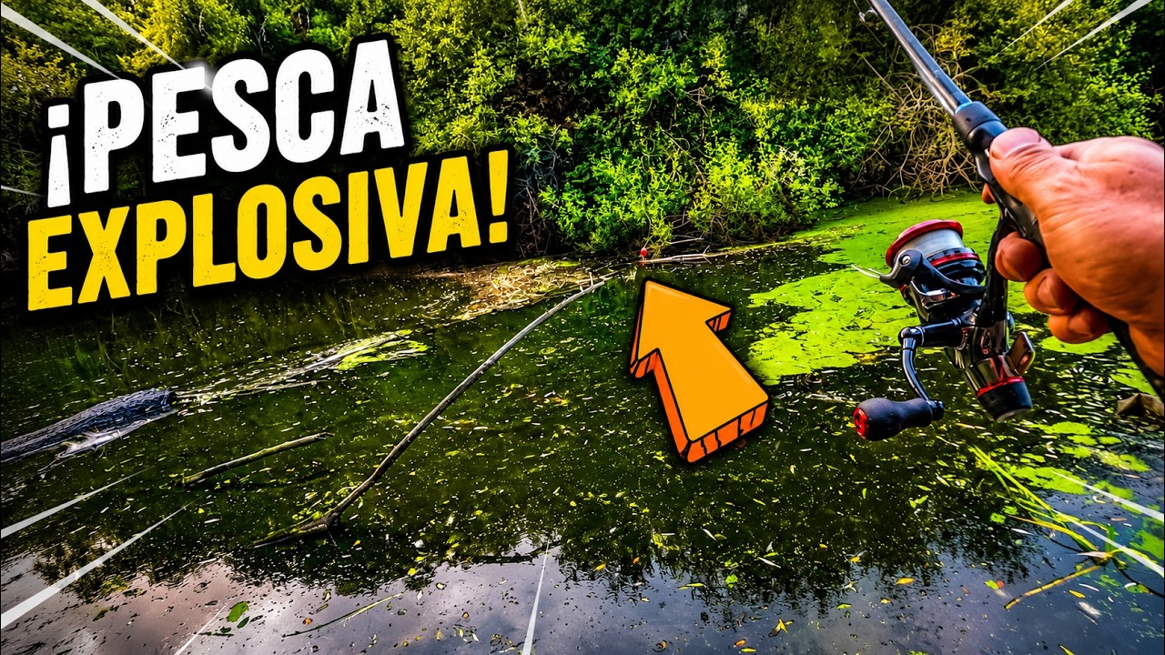 Lodazal de truchas: ¿Por qué es un gran lugar para pescar?