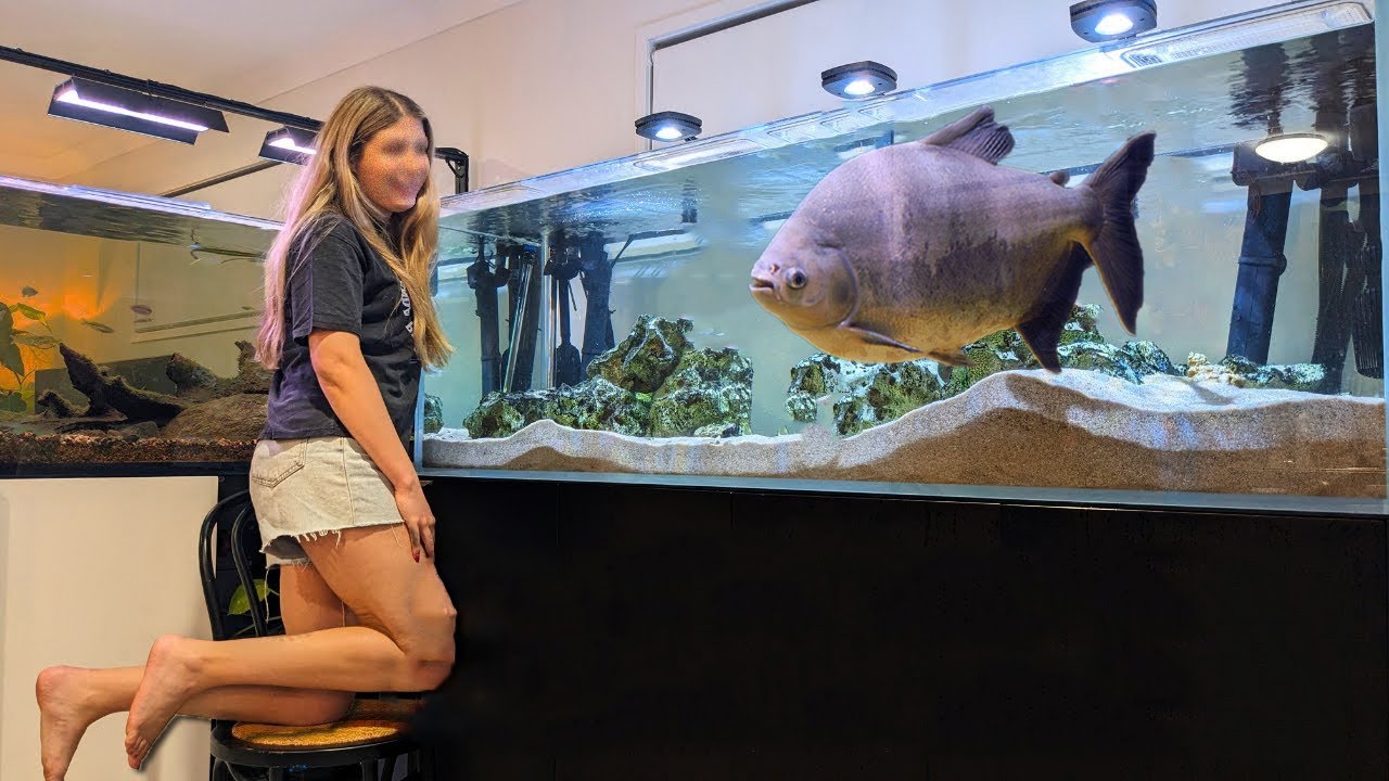 10 PEIXES QUE VÃO TE FAZER COMPRAR UM AQUÁRIO MAIOR!!