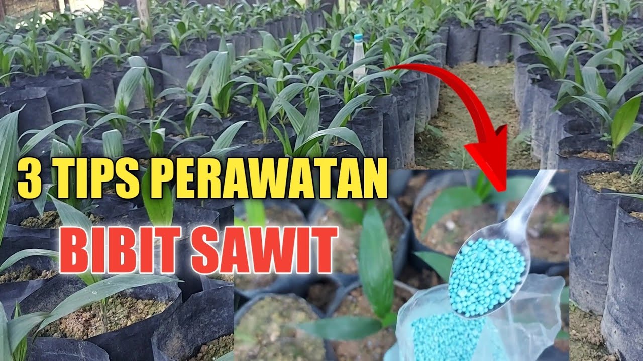 Tips Perawatan Bibit Sawit Umur 1 Sampai 3 Bulan