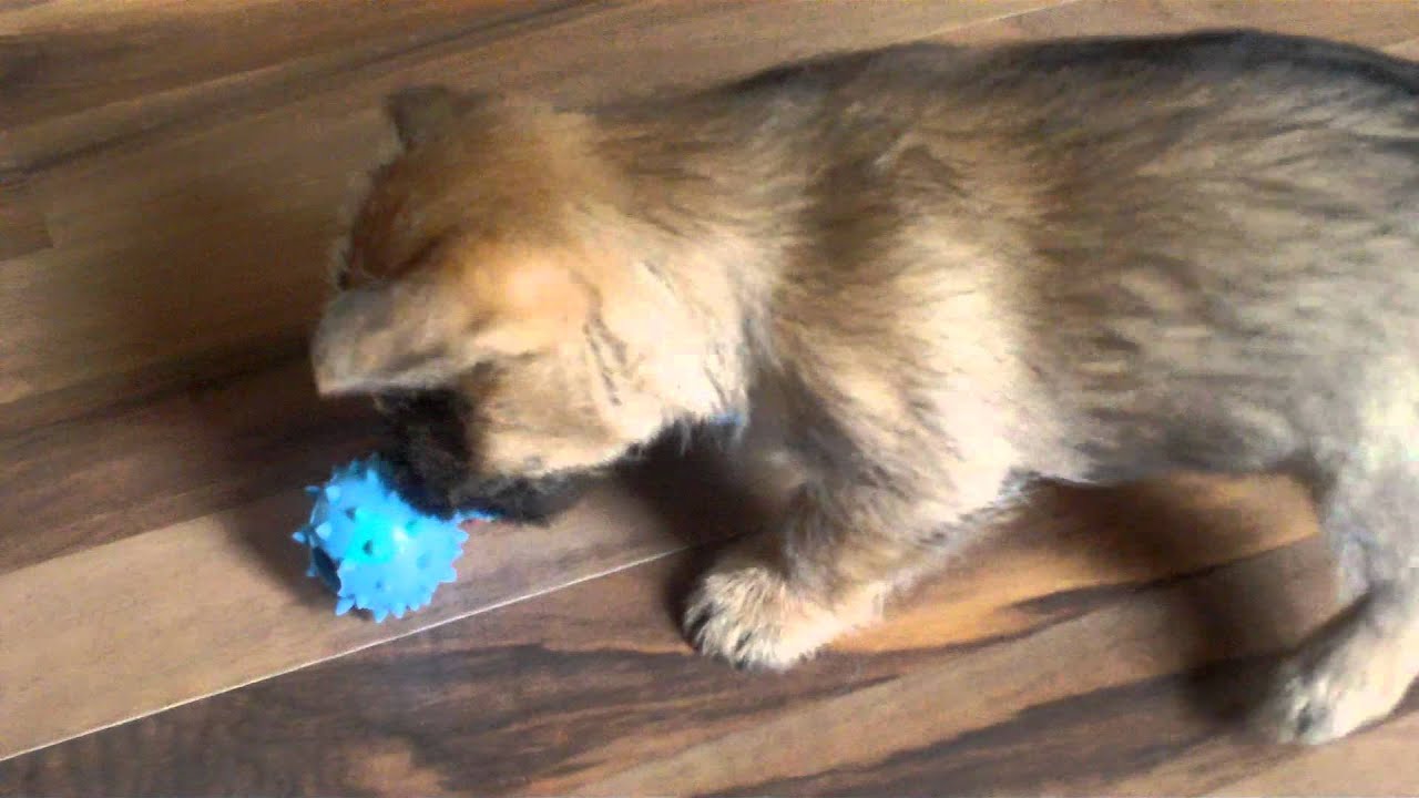 7 week old cairn terrier puppy filmed on samsung st550