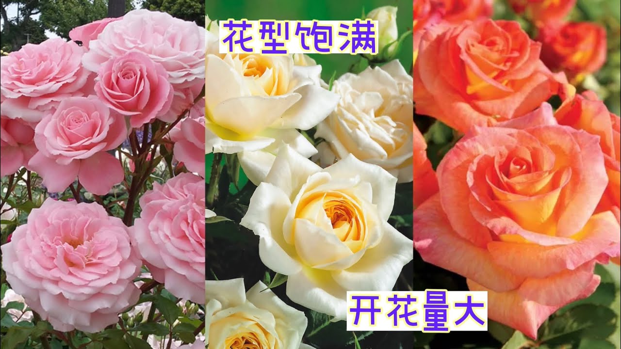花型饱满、开花量大的几个玫瑰品种。 【莎拉养花】