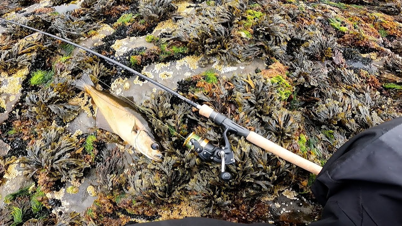 Finding Pollock of the Rocks with lures