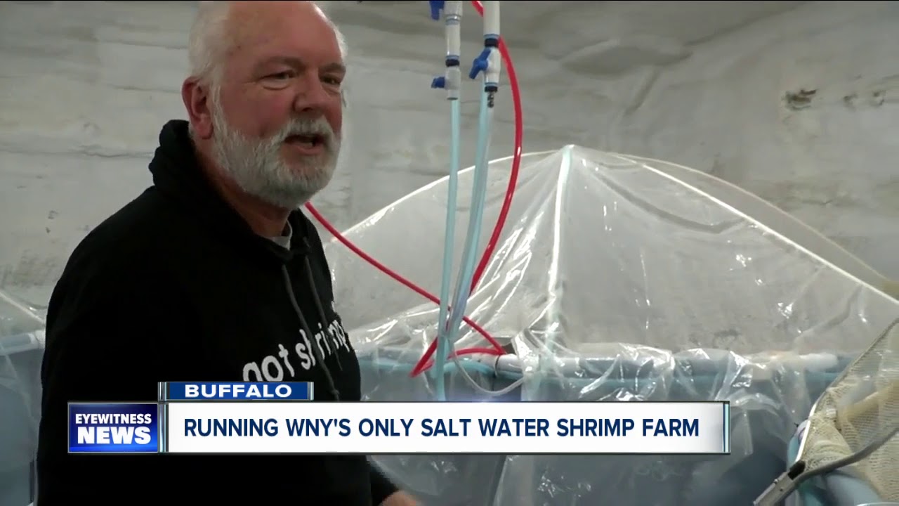 A look inside Buffalo's first salt water shrimp farm