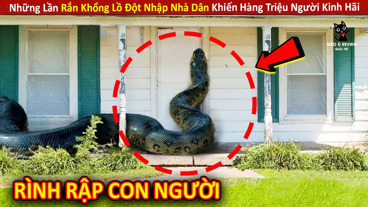 Những Lần Rắn Khổng Lồ Đột Nhập Nhà Dân Khiến Hàng Triệu Người Kinh Hãi || Review Giải Trí Đời Sống