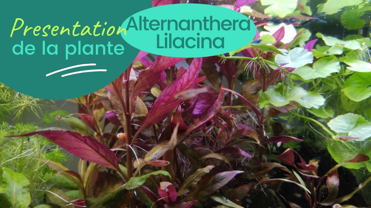 Alternanthera Lilacina - plante - aquarium d'eau douce