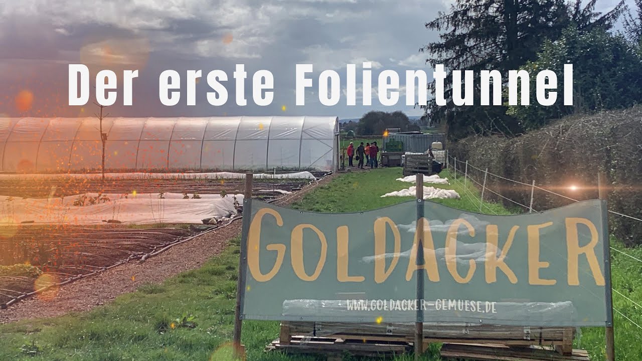 Goldacker - der erste Folientunnel