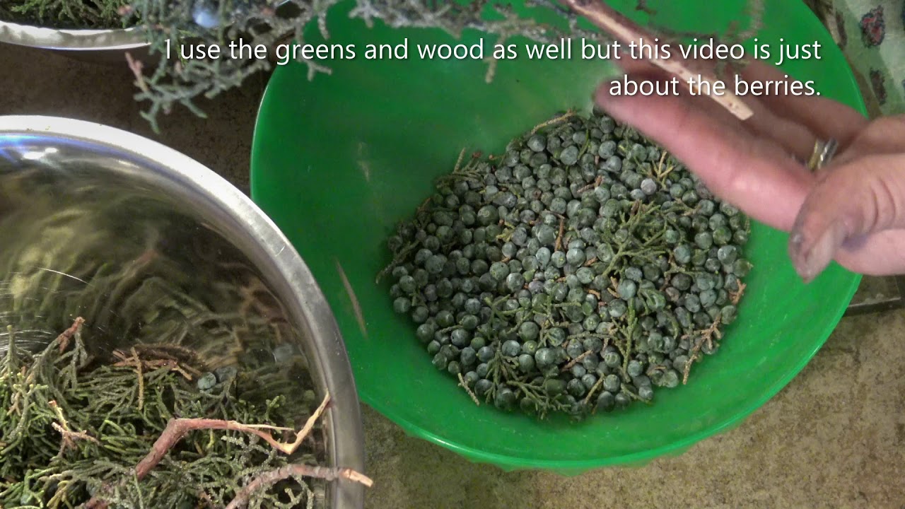 Juniper Berries Harvesting & Drying